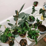 tell me how to use search live to fix my plant