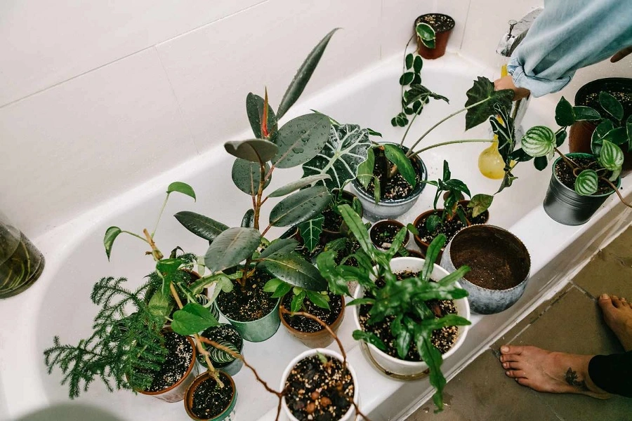 tell me how to use search live to fix my plant